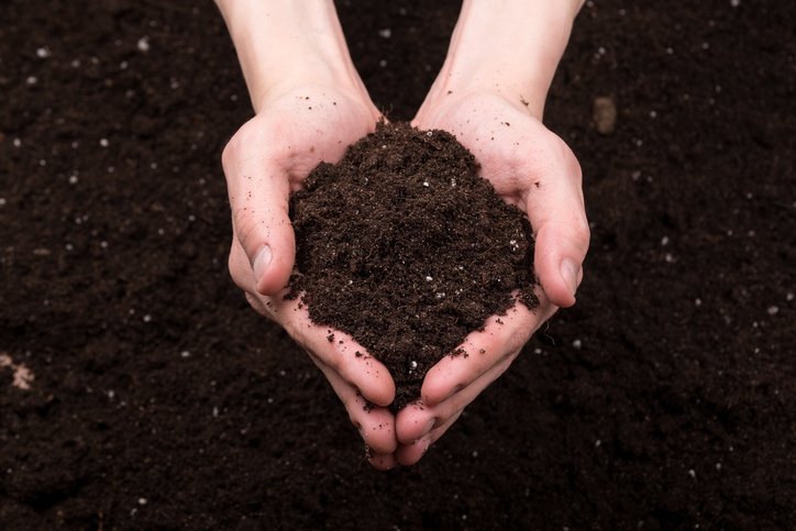 Hands holding dirt.